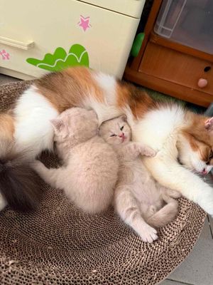 Mèo Tai cụp Tai thẳng Đực Cái Nhà Sản Sinh
