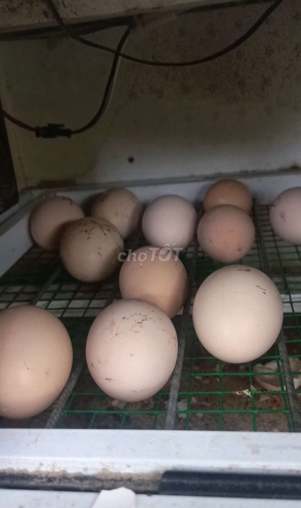 Trứng gà HMông bản địa Cồ. Mua bán Gà tại Huyện Bàu Bàng Bình Dương được đăng bởi THANH LONG hình 1