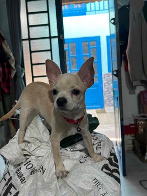 bé chihuahua 6 tháng tuổi. Mua bán Chó tại Huyện Bình Chánh Tp Hồ Chí Minh được đăng bởi Anh Thii
