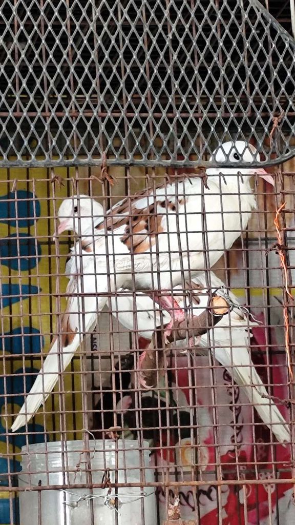 Chim bồ câu Cu thái Cu pháp. Mua bán Chim tại Quận Tân Phú Tp Hồ Chí Minh được đăng bởi Hiếu hình 1