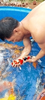 Trại Cá Koi Hoàng Thiện