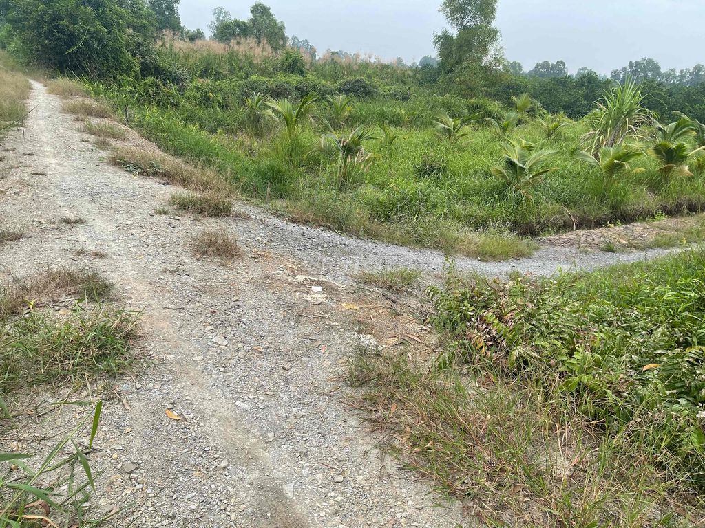 1000m2 đnag trồng chanh và dừa thu hoạch, cách 816 tam 1km đg ô tô. Mua bán đất tại Huyện Bến Lức Long An được đăng bởi Phan Anh Khoa hình 4