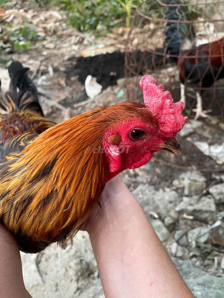 Xám chuối 1kg4 thay lông. Mua bán Gà tại Quận Bình Tân Tp Hồ Chí Minh được đăng bởi Nguyễn Văn Tuấn hình 2