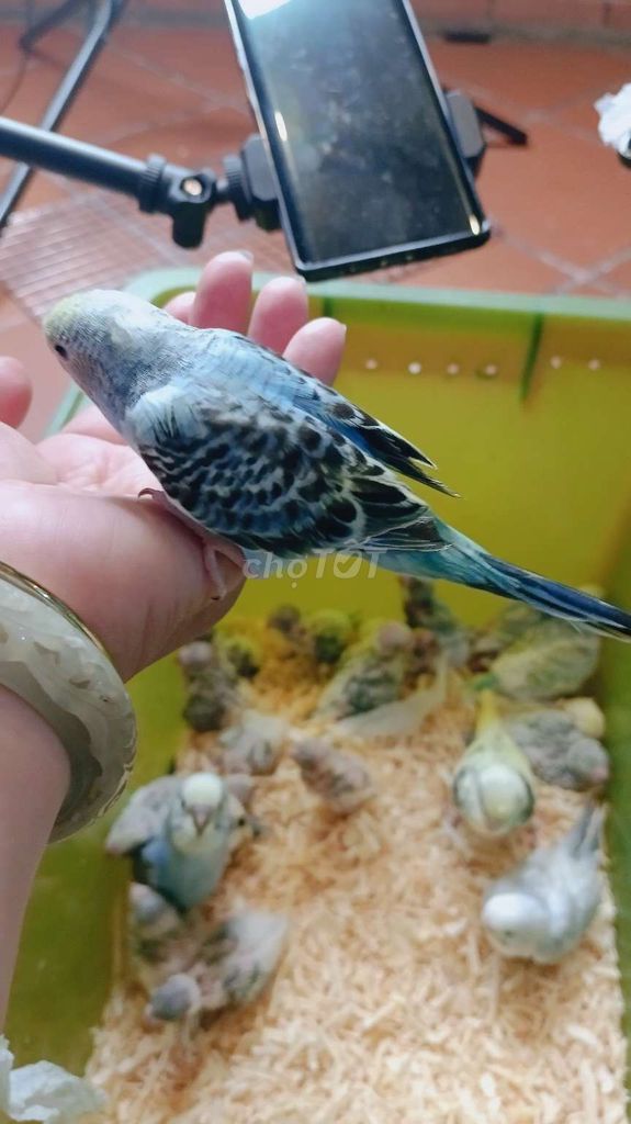 Yến phụng non Hà Lan