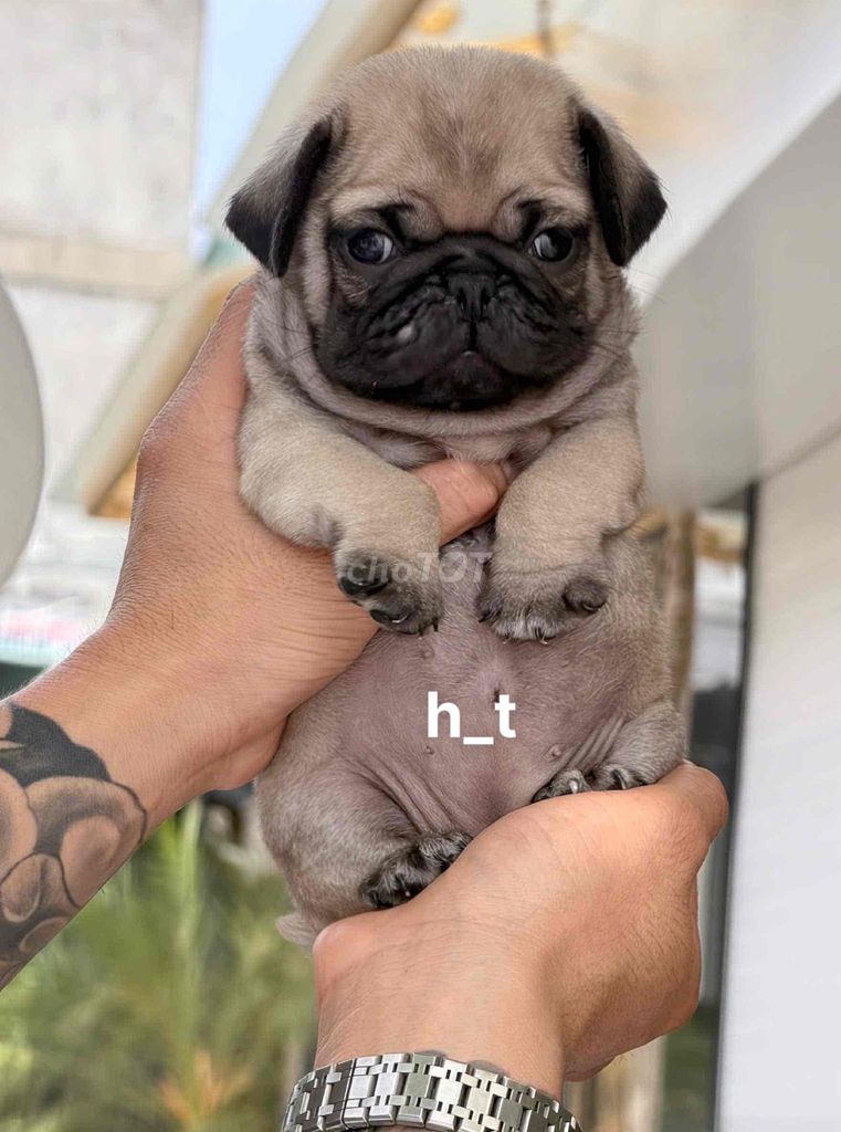 xệ lùn ú u🥰. Mua bán Chó tại Quận Bình Tân Tp Hồ Chí Minh được đăng bởi huỳnh thật  hình 1