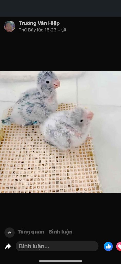 LOVE BIRD BỘT SIÊU QUẤN. Mua bán Chim tại Quận 6 Tp Hồ Chí Minh được đăng bởi Chi Nguyên hình 1