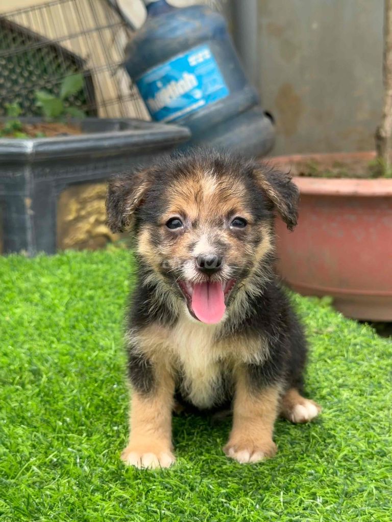Chó Poodle mix đực đã tiêm phòng đã tẩy giun. Mua bán Chó tại Quận Bắc Từ Liêm Hà Nội được đăng bởi Vương duy Tú hình 1
