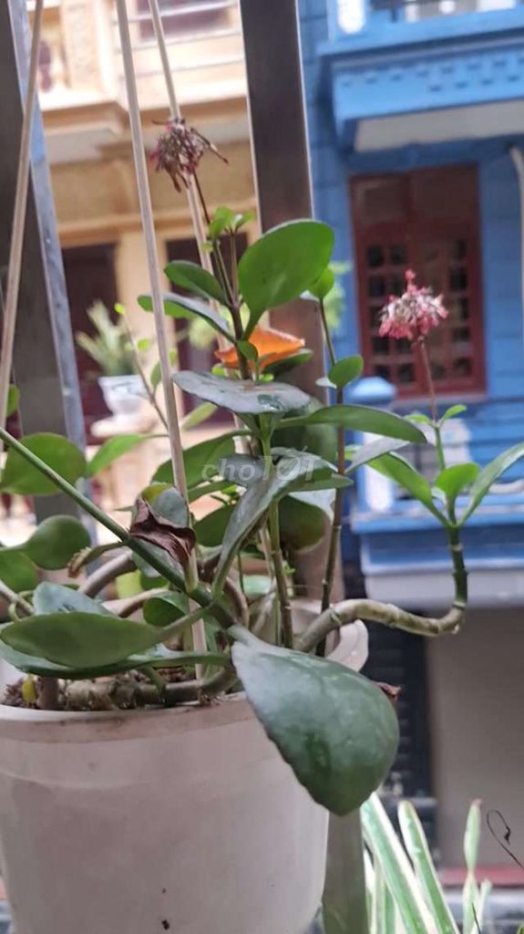 Cây lá bỏng trong giỏ xinh xắn