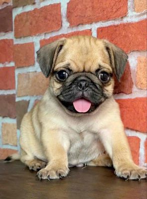 Chó con pug mặt xệ , đáng yêu, thông minh