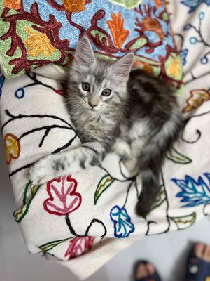 Mèo Maine Coon cái 2.5 tháng