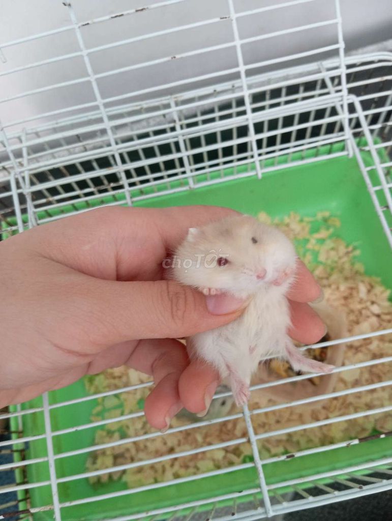 Chuột Hamster tìm nhà mới