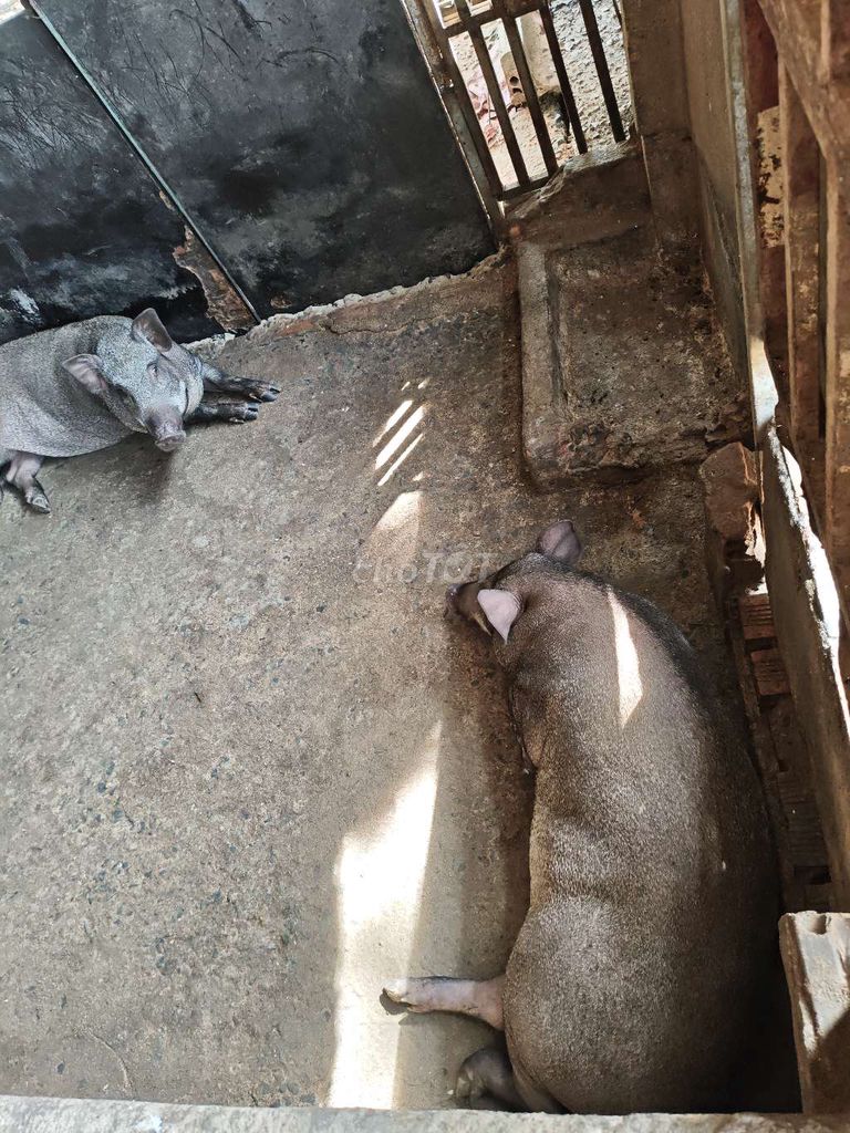Heo lai cái xám. Mua bán Thú cưng khác tại Thành phố Biên Hòa Đồng Nai được đăng bởi Lê Tuấn Lực hình 1