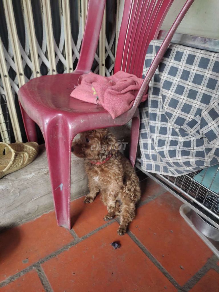 Chó Poodle nâu 3 tháng tuổi. Mua bán Chó tại Huyện Bình Chánh Tp Hồ Chí Minh được đăng bởi ko chín tám sáu chín chín một năm ko năm hình 1
