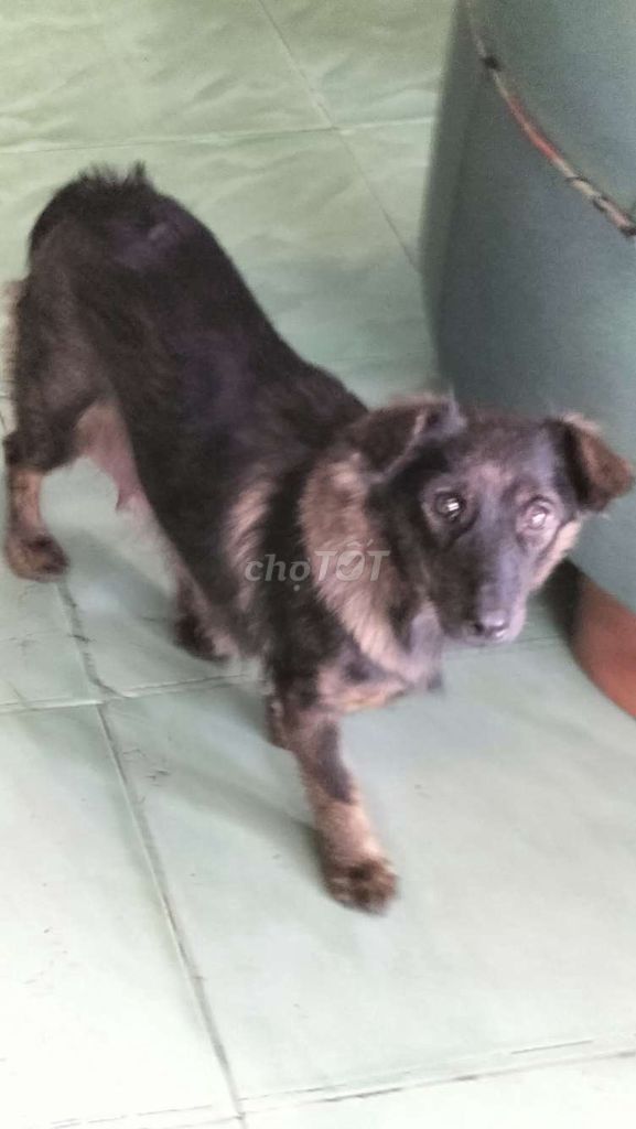 Chó Phốc lai Đen Nâu 1 mẹ 5 con. Mua bán Chó tại Huyện Bắc Tân Uyên Bình Dương được đăng bởi Nguyễn Ky Ky hình 1