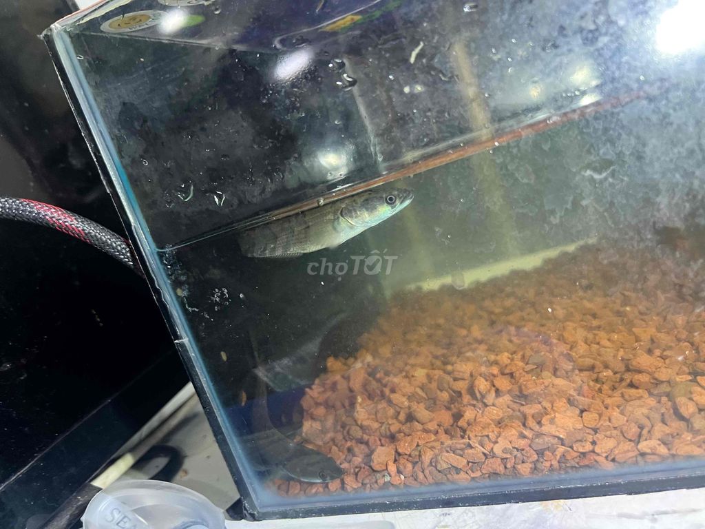 Cá lóc Super red barito 10-12cm Đỏ. Mua bán Thú cưng khác tại Quận 7 Tp Hồ Chí Minh được đăng bởi Lâm Nguyễn hình 1