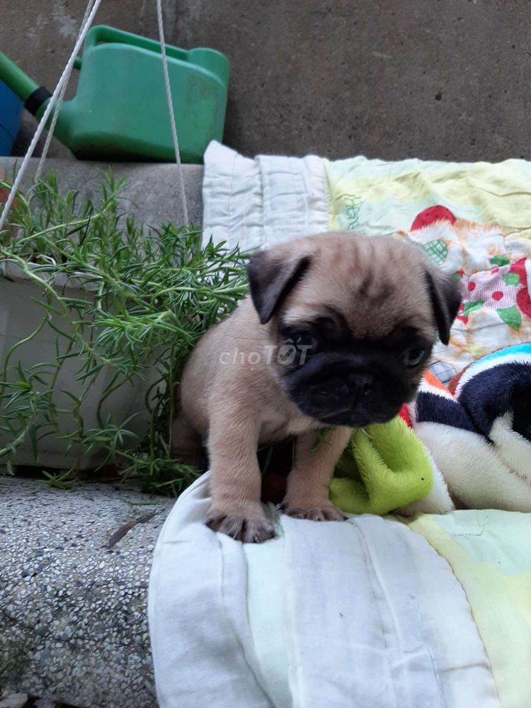 0906741843 - Pug đực thuần chủng 100%