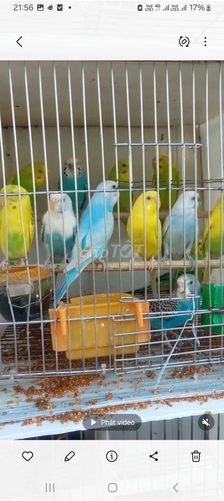 Chim yến phụng nhiều màu khỏe mạnh. Mua bán Chim tại Quận Long Biên Hà Nội được đăng bởi tổng kho gia dụng  hình 1