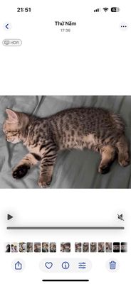 Mèo Anh lông ngắn , 2 tháng , biết ăn và tự đi vs. Mua bán Mèo tại Quận Thanh Khê Đà Nẵng được đăng bởi Thanh Huyền 