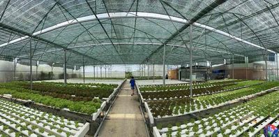 Cho thuê Farm trồng rau thuỷ canh công nghệ cao tự động. Cho thuê đất tại Huyện Bình Chánh Tp Hồ Chí Minh được đăng bởi Hiếu