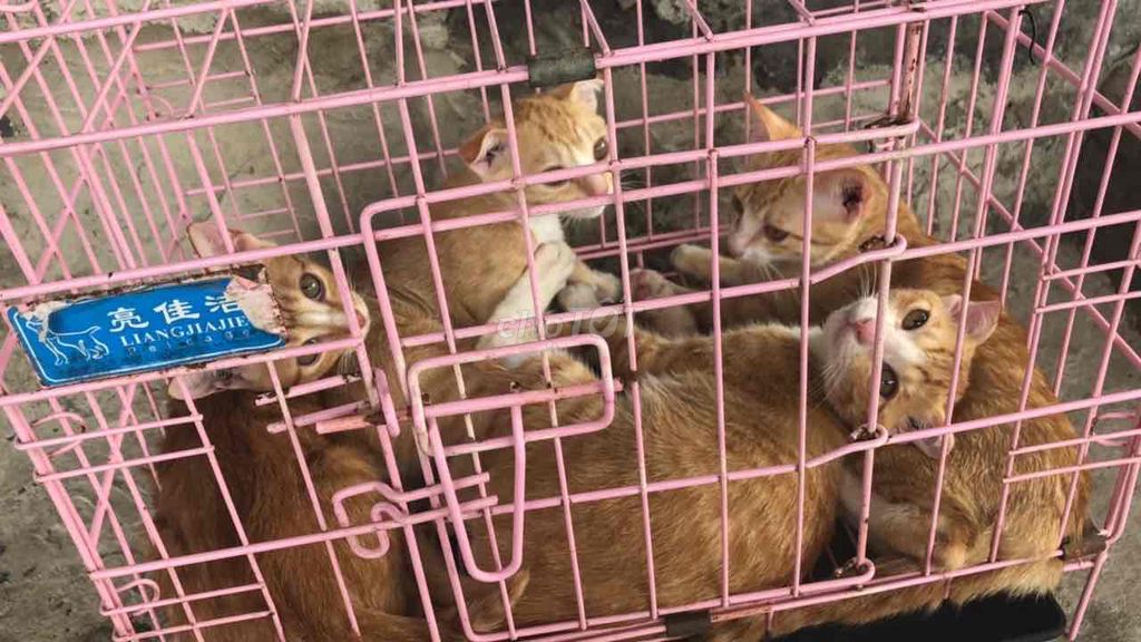 Mèo lai Vàng 3kg hơn. Mua bán Mèo tại Huyện Trảng Bom Đồng Nai được đăng bởi Sky hình 1