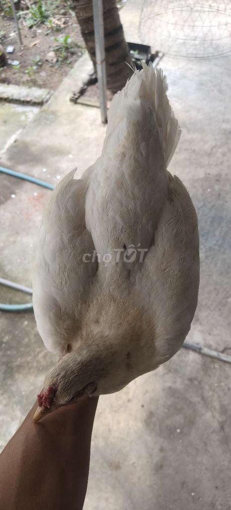 Gà mái Trắng 2kg - 2.5kg. Mua bán Gà tại Huyện Cờ Đỏ Cần Thơ được đăng bởi Cát Bụi Là Ta hình 1