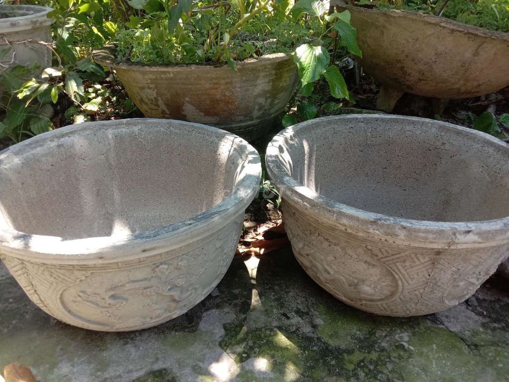2 cái chậu cây xi măng xám 50cm. Mua bán Cây cảnh, đồ trang trí tại Huyện Phú Vang Thừa Thiên Huế được đăng bởi Toan Ngo hình 1