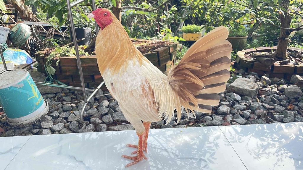 cuban 1kg140 mẻ ido. Mua bán Gà tại Quận Ninh Kiều Cần Thơ được đăng bởi Chuyên gà đá  hình 1