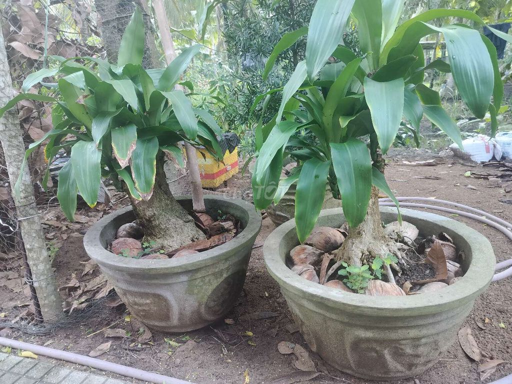 Cây phát tài lâu năm. Mua bán Cây cảnh, đồ trang trí tại Huyện Mỏ Cày Nam Bến Tre được đăng bởi Dov hình 1