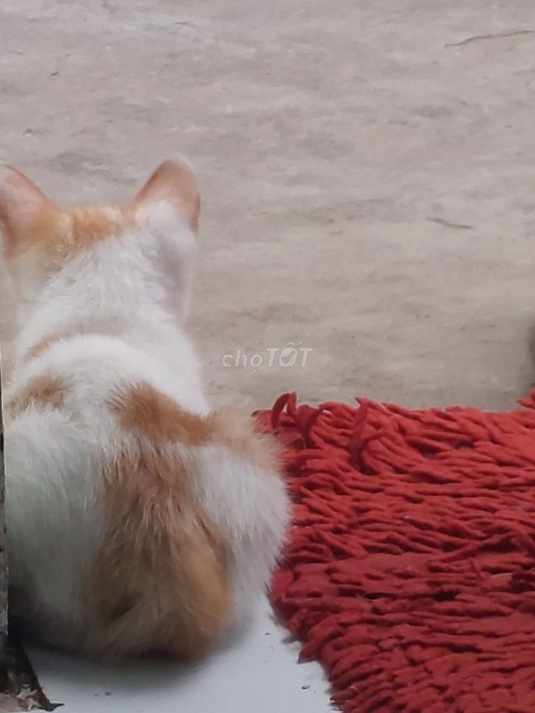 Mèo Trắng cam 2 tháng đã sổ giun. Mua bán Mèo tại Huyện Nhà Bè Tp Hồ Chí Minh được đăng bởi Hân hình 1