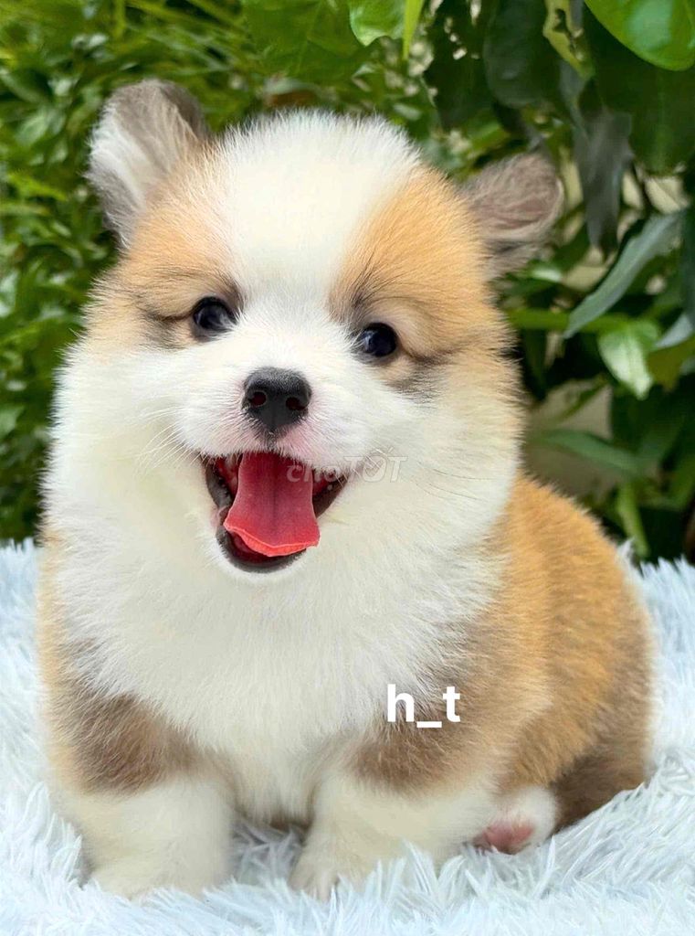 Chó Corgi Trắng Nâu Đã tiêm phòng. Mua bán Chó tại Quận Bình Tân Tp Hồ Chí Minh được đăng bởi huỳnh thật  hình 1