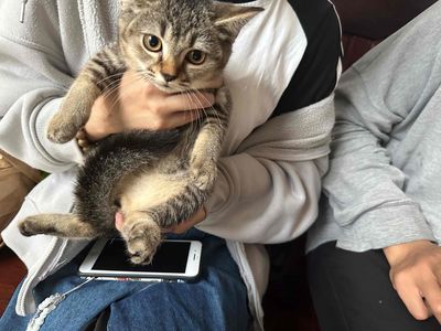 Mèo anh lông ngắm. Mua bán Mèo tại Quận Tân Bình Tp Hồ Chí Minh được đăng bởi abcdey