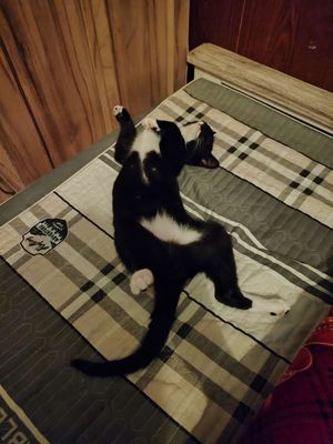 Mèo lai