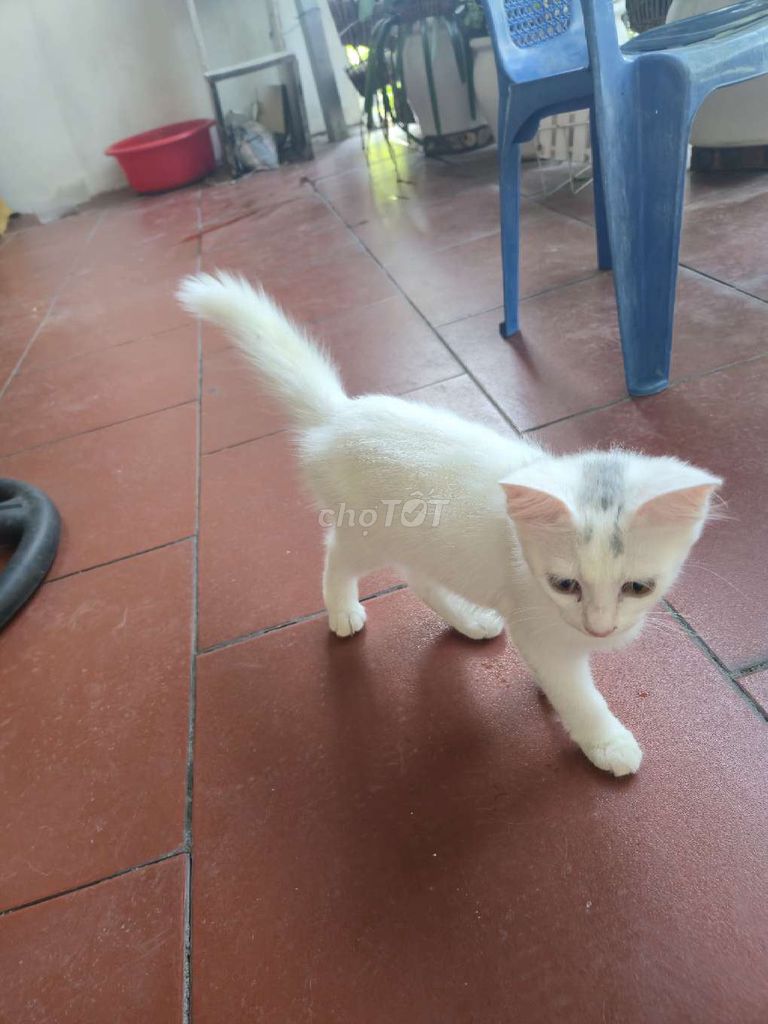 Mèo Lai Anh lông xù vừa cai sữa. Mua bán Mèo tại Quận Nam Từ Liêm Hà Nội được đăng bởi Tuấn Anh hình 1