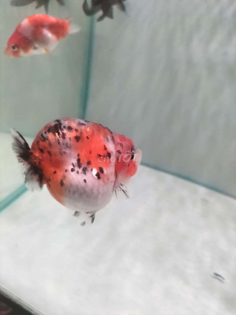 Ranchu tini