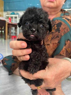 Chó Poodle 2 tháng Đực Cái