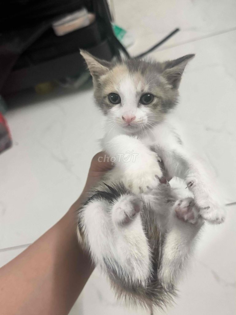 Mèo lai đực tháng. Mua bán Mèo tại Huyện Bình Chánh Tp Hồ Chí Minh được đăng bởi Ngọc Phụng hình 1
