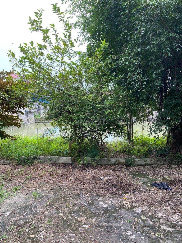 600M ĐẤT THỔ CƯ TP THANH HÓA GIÁ SIÊU ĐẦU TƯ. Mua bán đất tại Huyện Đông Sơn Thanh Hóa được đăng bởi Minh Dung Nguyen hình 1