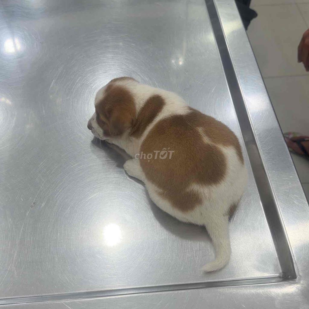 Chó con màu Nâu trắng. Mua bán Chó tại Quận 4 Tp Hồ Chí Minh được đăng bởi Thanh Vân hình 1