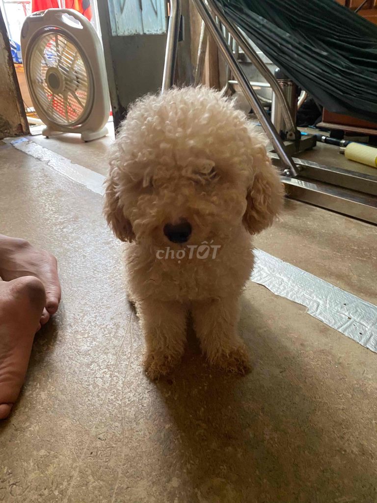 poodle trưởng thành. Mua bán Chó tại Quận 1 Tp Hồ Chí Minh được đăng bởi Võ Trọng Nhật hình 3