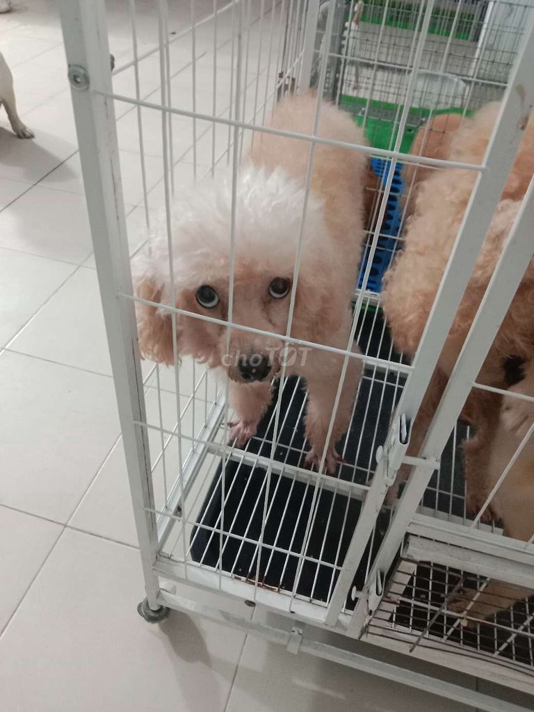 Poodle cái kem. Mua bán Chó tại Huyện Bàu Bàng Bình Dương được đăng bởi Per Ala  hình 1