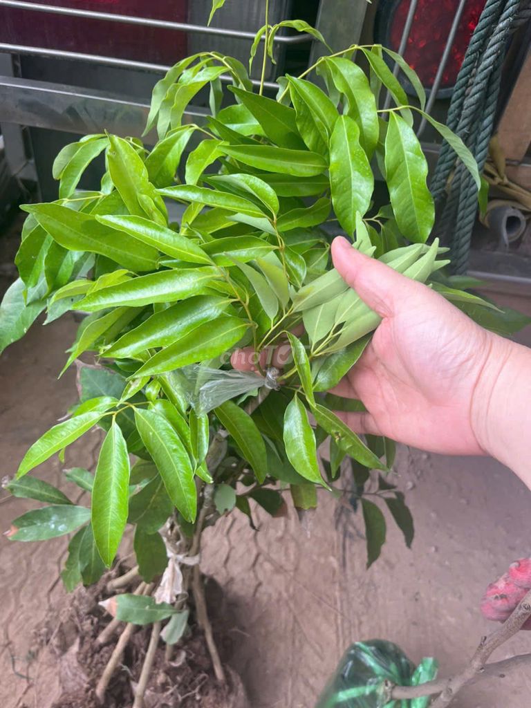 Cây giống Vải chín sớm ghép . Mua bán Đồ chuyên dụng, Giống nuôi trồng tại Huyện Gia Lâm Hà Nội được đăng bởi Cây Giống Kinh Tế hình 1