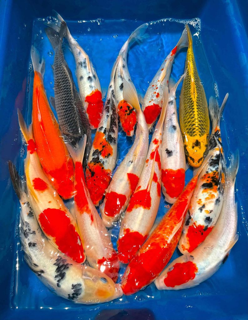 Cá KOI F1 nhật size 25-35cm. Mua bán Thú cưng khác tại Thành phố Biên Hòa Đồng Nai được đăng bởi Nguyen Sang hình 1