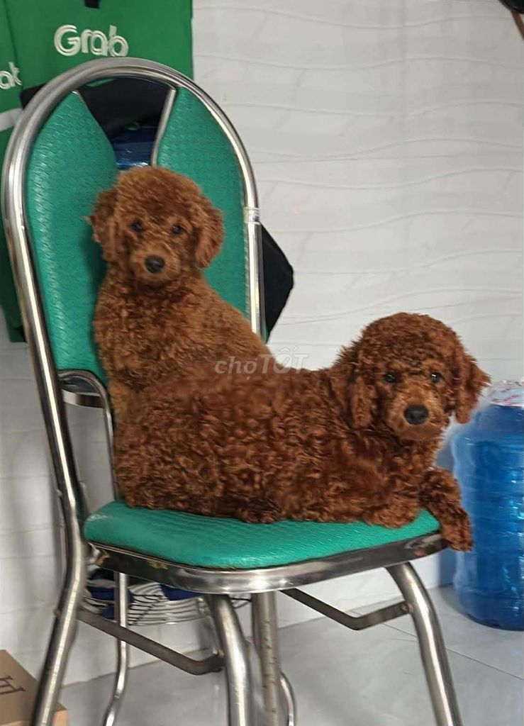 2 em Chó Poodle đực 1 tuổi màu Nâu. Mua bán Chó tại Thành phố Thuận An Bình Dương được đăng bởi Nguyễn Thanh Tú hình 1