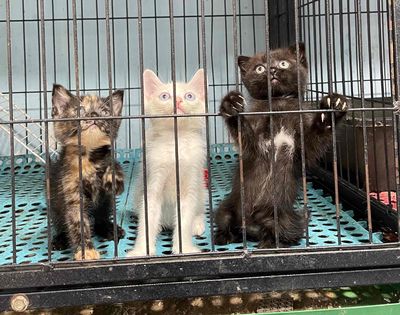 Mèo anh lông ngắn Tuxedo , đen mun. Mua bán Mèo tại Thành phố Thủ Đức Tp Hồ Chí Minh được đăng bởi Chó Mèo Thủ Đức