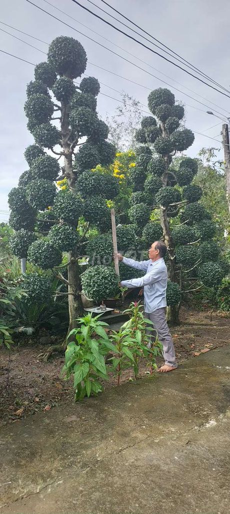 Thanh lí cây. Mua bán Cây cảnh, đồ trang trí tại Quận Bình Tân Tp Hồ Chí Minh được đăng bởi Caycanhminhhien hình 1