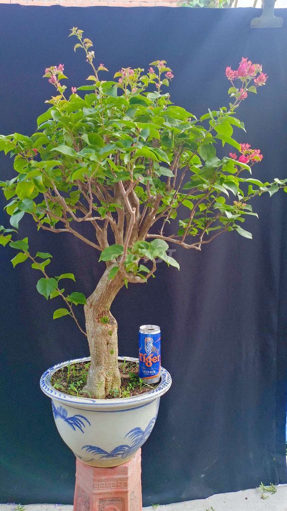 Cây cảnh Hoa Giấy Bonsai cao 80cm. Mua bán Cây cảnh, đồ trang trí tại Huyện Hóc Môn Tp Hồ Chí Minh được đăng bởi Xuân Quang 55 hình 1