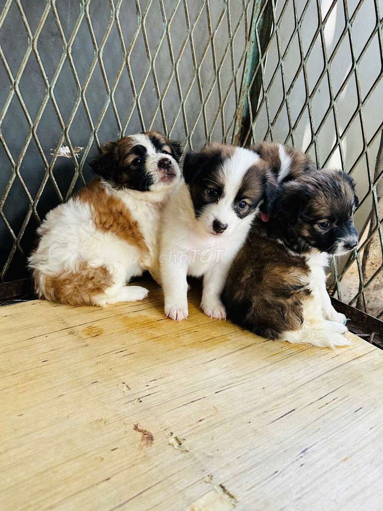 Chó Lai Nhật nhiều màu. Mua bán Chó tại Huyện Long Thành Đồng Nai được đăng bởi Elena hình 1
