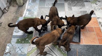 Chó Malinois 2 đực 2 cái 2 tháng đã tiêm ngừa 2mui