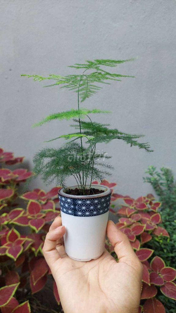 Cây cảnh Kim thủy tùng. Mua bán Cây cảnh, đồ trang trí tại Quận Lê Chân Hải Phòng được đăng bởi Dương Bùi hình 1