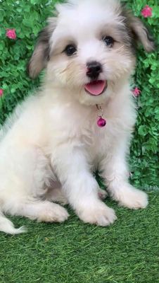 BÉ NHẬT + POODLE LANH LỢI